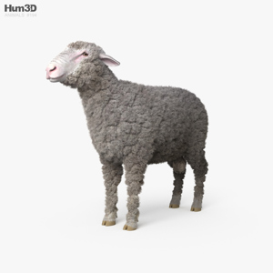 Sheep 3D Model