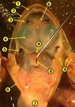 frog mouth anatomy