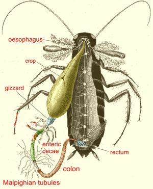 Microscopic Fauna Part 3 Microscopic Fauna Part 3