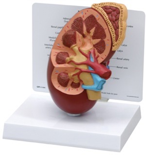 kidney anatomy model labeled