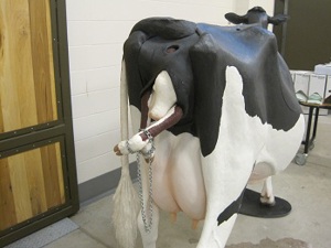 Holstein Dystocia Model 5930