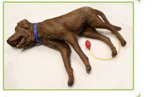 CPR Canine Training Manikin 5934 CPR Canine Training Manikin 5934