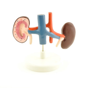 Canine Kidney 5941 Canine Kidney 5941