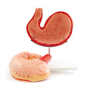 Canine Stomach 5942 Canine Stomach 5942