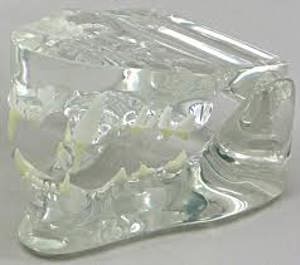 Feline Jaw Clear 5491 Feline Jaw Clear 5491