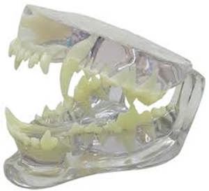 Canine Jaw Clear 5490 Canine Jaw Clear 5490