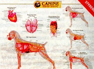 Canine Internal Organ Chart 5499 Canine Internal Organ Chart 5499