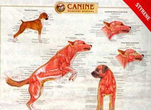 Canine Muscular System Chart 5494