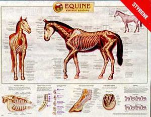Equine Skeletal anatomy Wall Chart 5495 Equine Skeletal anatomy Wall Chart 5495
