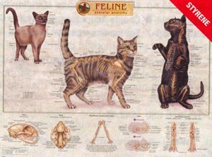 Feline Skeletal System Wall Chart 5505