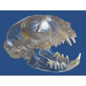 Feline Skull with Teeth 5489 Feline Skull with Teeth 5489