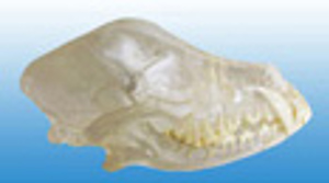 Canine Skull with Teeth Transparent 5488 Canine Skull with Teeth Transparent 5488