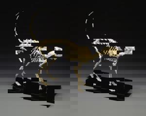 Feline Skeleton Model 5509 Feline Skeleton Model 5509