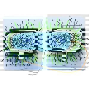 Prokaryotic Cell Model Prokaryotic Cell Model