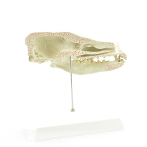 Anatomical Canine Skull Model 5950