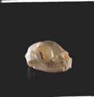 Cat Skull 5978