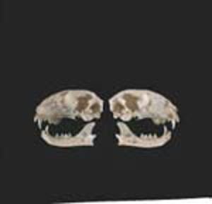 Bisected Cat Skull 5979