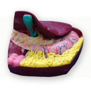 Common Bile Duct Exploration Model 5979