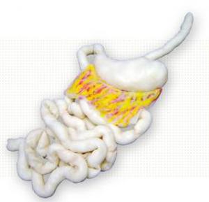 Simulated Complete Digestive Tract 9000