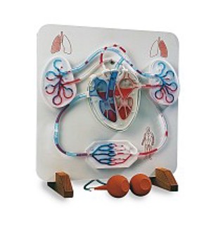 Heart and Circulatory System Model 9027 Heart and Circulatory System Model 9027