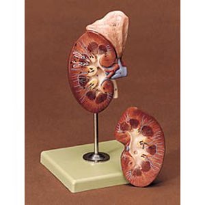 Somso Human Kidney and Adrenal Gland 2808