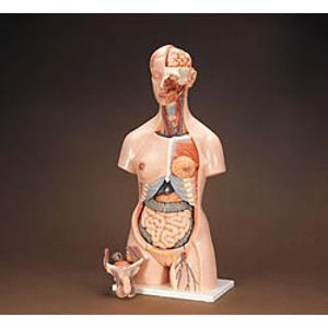 3B Human Male and Female Torso 2564 3B Human Male and Female Torso 2564