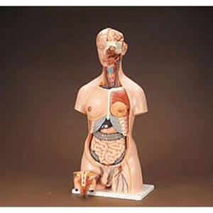 3B Human Male and Female Torso 2565 3B Human Male and Female Torso 2565