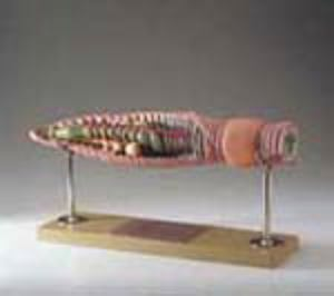 Somso earthworm Model 1586