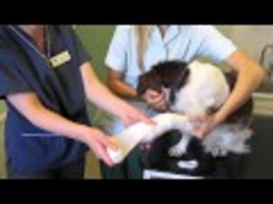 Vet Nursing Clinical Skills Training DVDs 9034