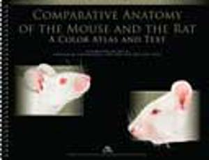 Comparative Anatomy of the Mouse and Rat