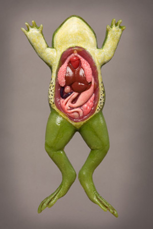 Dissected Frog Model 9044 Dissected Frog Model 9044