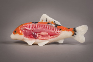 Dissected Fish 9048