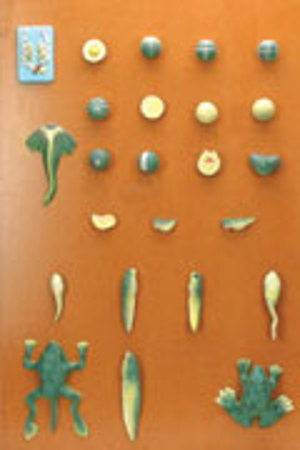 Frog Model Activity Set