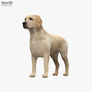 Labrador Retriever 3D Model Labrador Retriever 3D Model