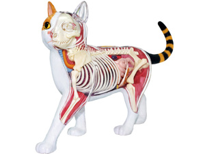 4D Vision Animal Calico Cat 4D Vision Animal Calico Cat