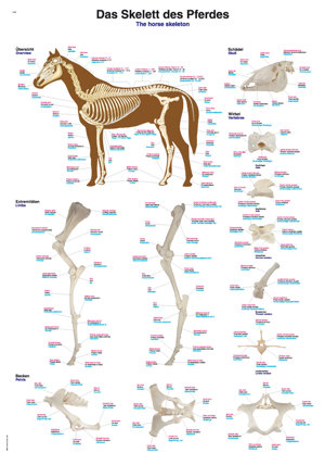 %22The Skeleton Of The Horse%22