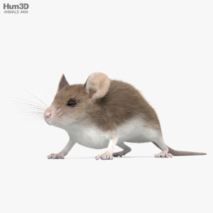 Mouse Gray 3D Model