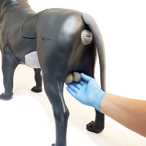 Testicular Hernia Testicular Hernia