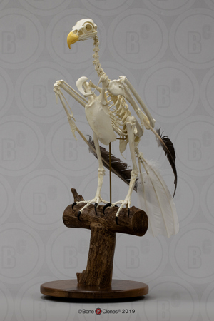 Bald Eagle Skeleton, Articulated