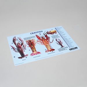 Carolina® Crayfish Dissection Mat