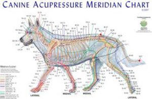 Canine Acupressure Meridian Chart Canine Acupressure Meridian Chart