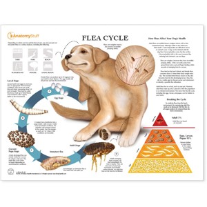 Flea Cycle In Dogs Chart : Poster Laminated Flea Cycle In Dogs Chart : Poster Laminated