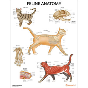 Feline Anatomy Chart : Poster Laminated