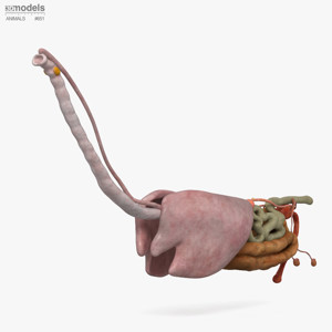 Horse Internal Organs 3D Model (2)