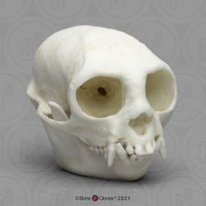 Cotton Top Tamarin Skull Cotton Top Tamarin Skull