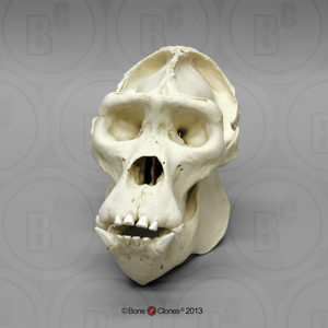 Mountain Gorilla Skull Mountain Gorilla Skull