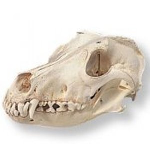 Dog Skull Canis Domesticus 9096 Dog Skull Canis Domesticus 9096