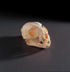 Bobcat Skull