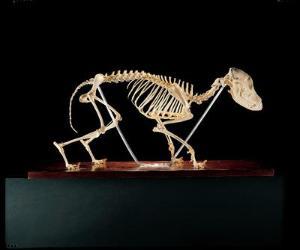 Canine Anatomical Skeleton Bosley Dog (Large)