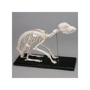 Dog Skeleton, Articulated 9098 Dog Skeleton, Articulated 9098